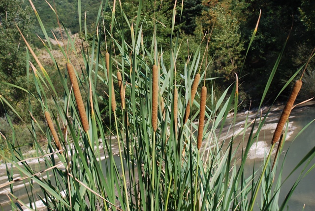 Typha angustifolia / Lisca a foglie strette